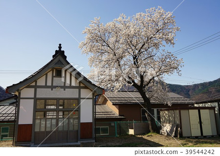 Sakura and the primary entrance to the Taisho era 39544242
