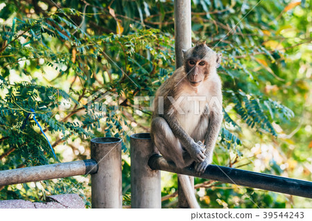 adult monkey sitting in a Park adult monkey sitting in a Park 39544243