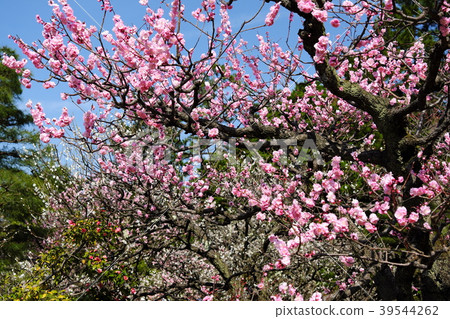 Garden designated as a cultural property special scenic spot Garden designated as a cultural property special scenic spot 39544262