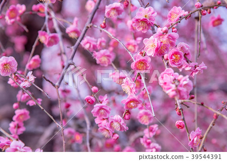Plum blossom plum blossoms 39544391