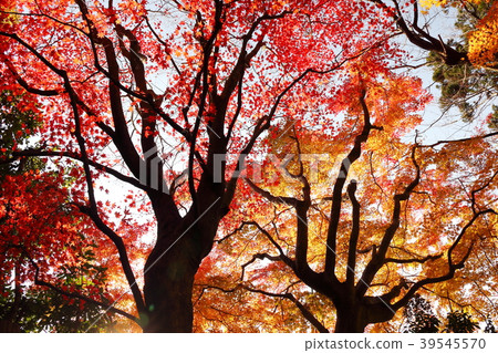 Landscape with maple autumn 39545570