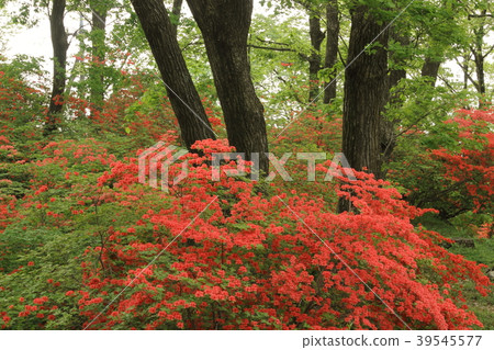 Nihon Kijima的山杜鵑花 Nihon Kijima的山杜鵑花 39545577