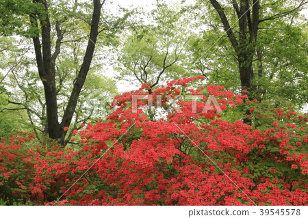 Nihon Kijima的山杜鵑花 Nihon Kijima的山杜鵑花 39545578
