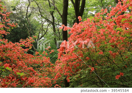 Nihon Kijima的山杜鵑花 Nihon Kijima的山杜鵑花 39545584