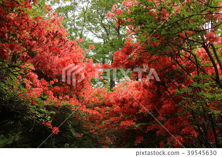 Nihon Kijima的山杜鵑花 Nihon Kijima的山杜鵑花 39545630