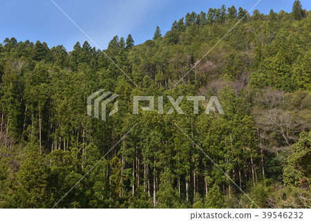 高知的Kokichicho山森林 39546232