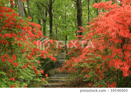 Mountain azalea of the mountain of beauty 39546905