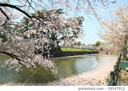 Odawara City, Kanagawa Prefecture Odawara Castle Moat Sakura 39547012