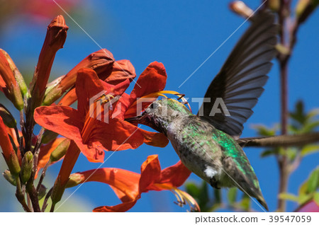 Hummingbird 28 39547059