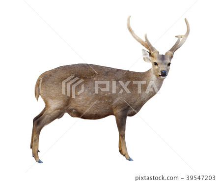 male hog deer isolated male hog deer isolated 39547203
