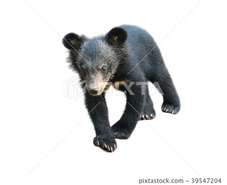 young asiatic black bear isolated young asiatic black bear isolated 39547204