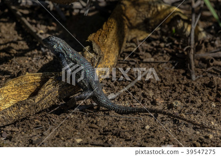 Wilderness lizard 39547275