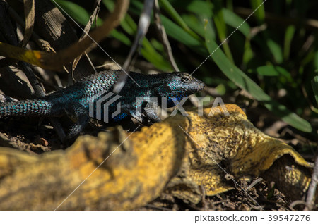 Wilderness lizard 2 39547276