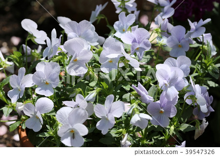 藍色中提琴 39547326