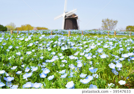 Nemophila blooming on the hill of a windmill 39547633
