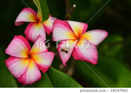 在雞蛋花蜘蛛捕獲刺客飛行的雞蛋花 在雞蛋花蜘蛛捕獲刺客飛行的雞蛋花 39547905
