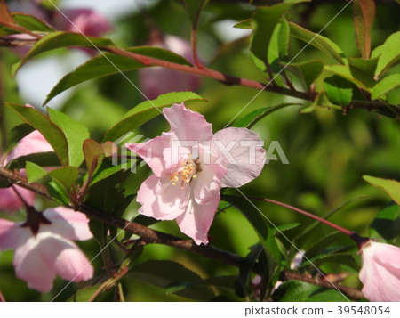 花中盛開 花中盛開 39548054