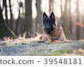 Portrait of german shepherd dog in spring morning 39548181