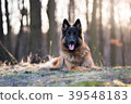 Portrait of german shepherd dog in spring morning 39548183