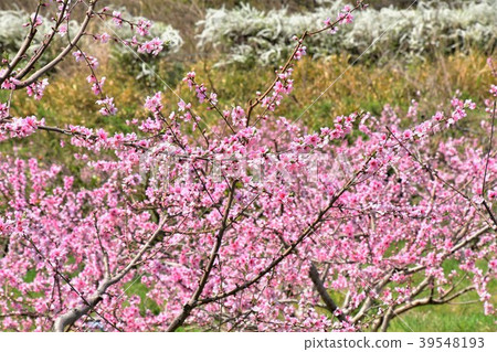 Peach blossoms Peach blossoms 39548193