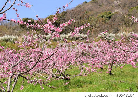 Peach blossoms Peach blossoms 39548194