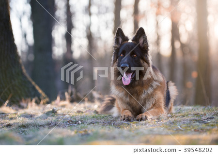 Portrait of german shepherd dog in spring morning 39548202