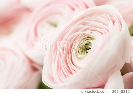 many layered petals. Persian buttercup. Bunch pale many layered petals. Persian buttercup. Bunch pale 39548213