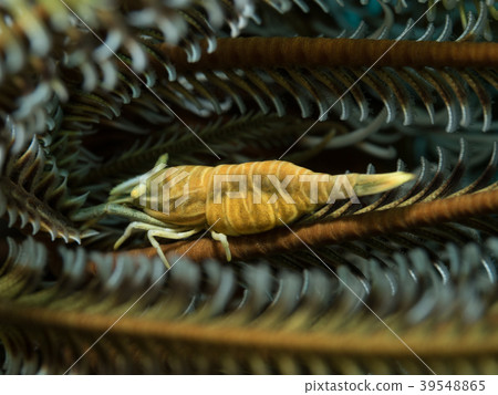 Basara cockfish Basara cockfish 39548865