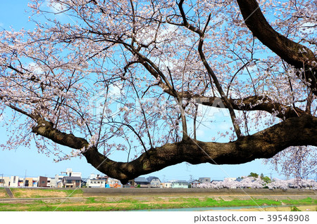 櫻花盛開(福井·阿蘇巴河堤) 櫻花盛開(福井·阿蘇巴河堤) 39548908