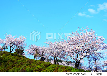 西山公園櫻花 西山公園櫻花 39548909