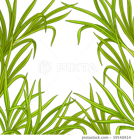 lemongrass  plant vector frame 39548914