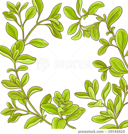 marjoram branch vector frame 39548920
