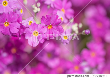 報春花特寫鏡頭 39548962