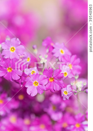 報春花特寫鏡頭 39548963