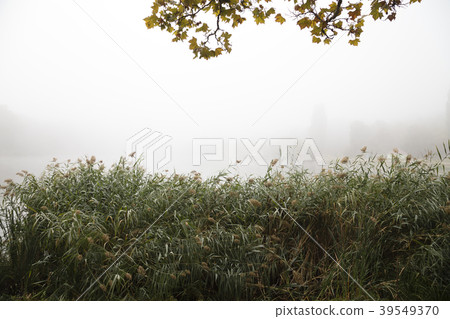 Early fog on the water. Early fog on the water. 39549370