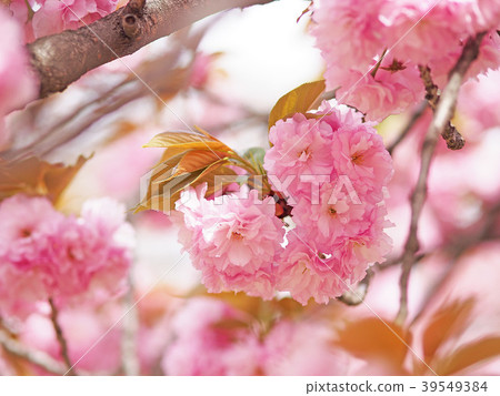 Double cherry blossoms 39549384
