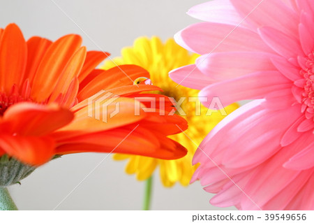 Gerbera Gerbera 39549656
