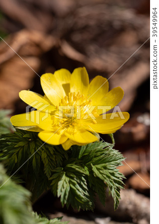 Stunt growing in the early spring sun 39549964