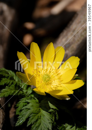 Stunt growing in the early spring sun 39549967