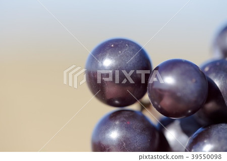 Hybrid of vitis labrusca and vinifera. Hybrid of vitis labrusca and vinifera. 39550098