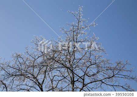 Winter morning in the city. Winter morning in the city. 39550108