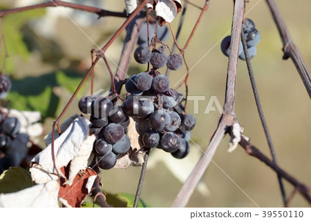 Hybrid of vitis labrusca and vinifera. Hybrid of vitis labrusca and vinifera. 39550110