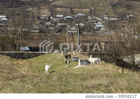 She-goat with kids. She-goat with kids. 39550217