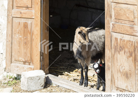 She-goat and kid in the shed. She-goat and kid in the shed. 39550220