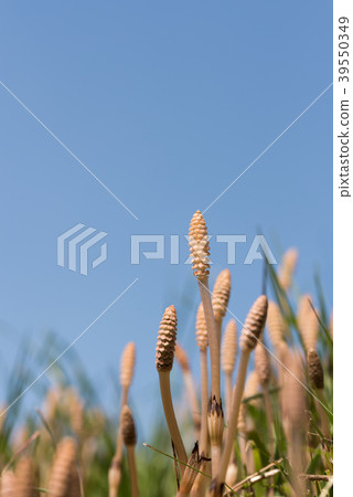 Copy space of Tsukushi and blue sky 39550349