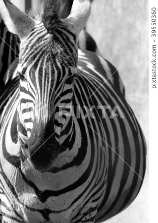 zebra zebra 39550360