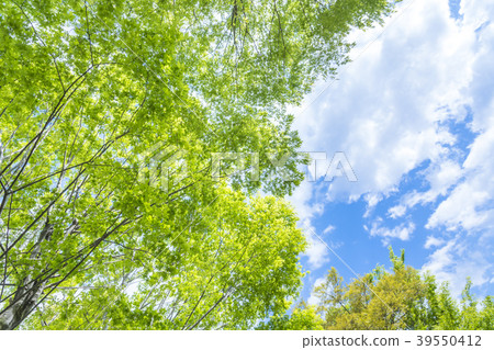 Fresh green of April Fresh green of April 39550412