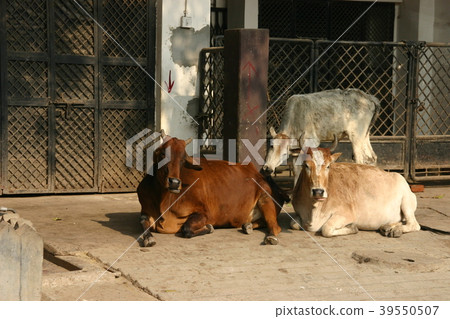 Wild bull in the city of India 39550507