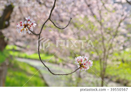 盛開的櫻花表面上的曲線背景 - 開始分散模糊a-2 39550567