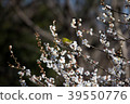 Plum and mezzo 39550776